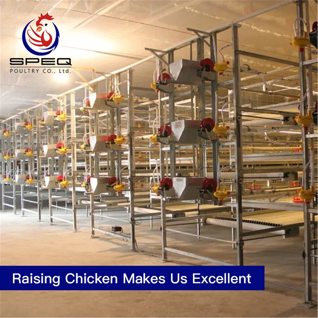 Design High Quality Automatic Poultry Feed Equipment for Broiler