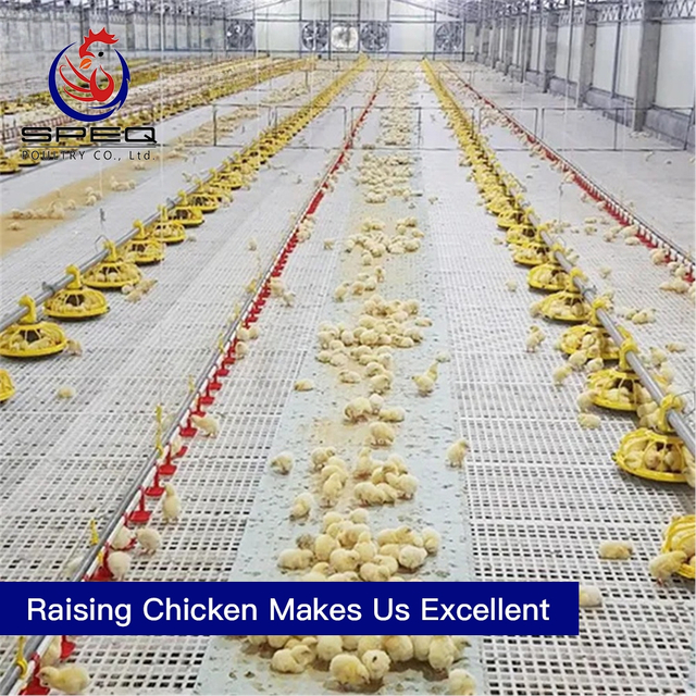 Automatic broiler cage chicken poultry farm equipment for Kenya