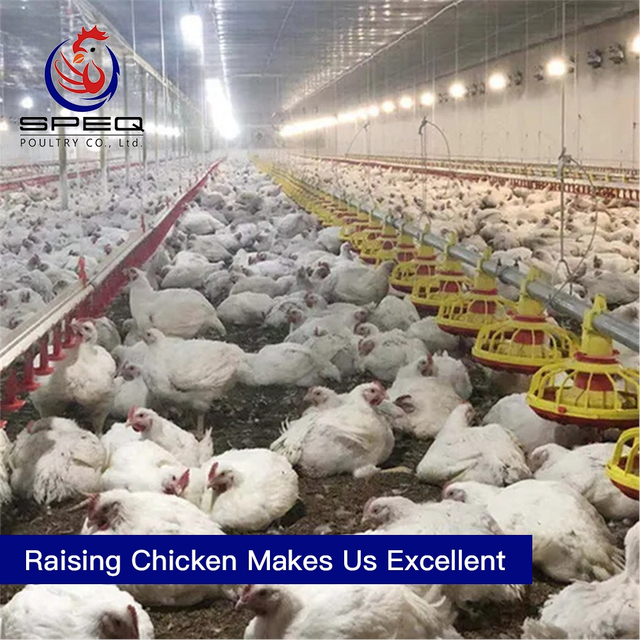Automatic chicken drinking system broiler farm poultry equipment in Tanzania