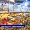 Automatic chain-type harvesting broiler raising equipment